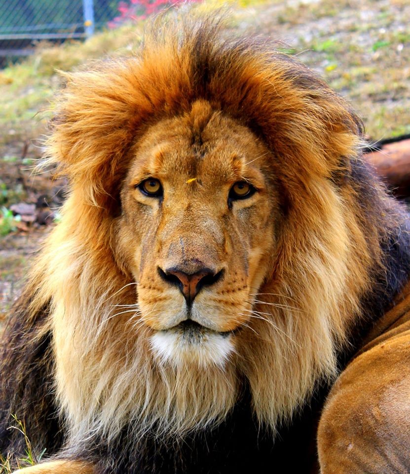 African Lion